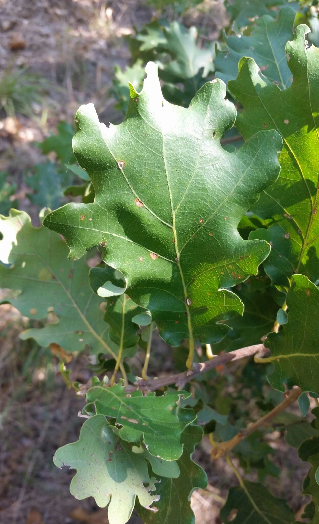Quercus Robur?no, Quercus cfr.pubescens